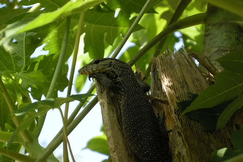 Monitor lizard on the island. Pulau Perhentian Besar Island, Malaysia.