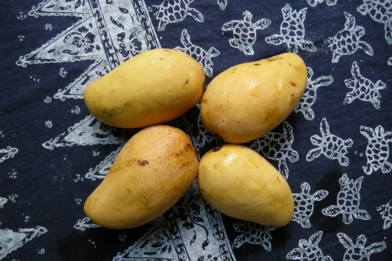 Yellow ripe mangoes. Pulau Perhentian Besar Island, Malaysia.