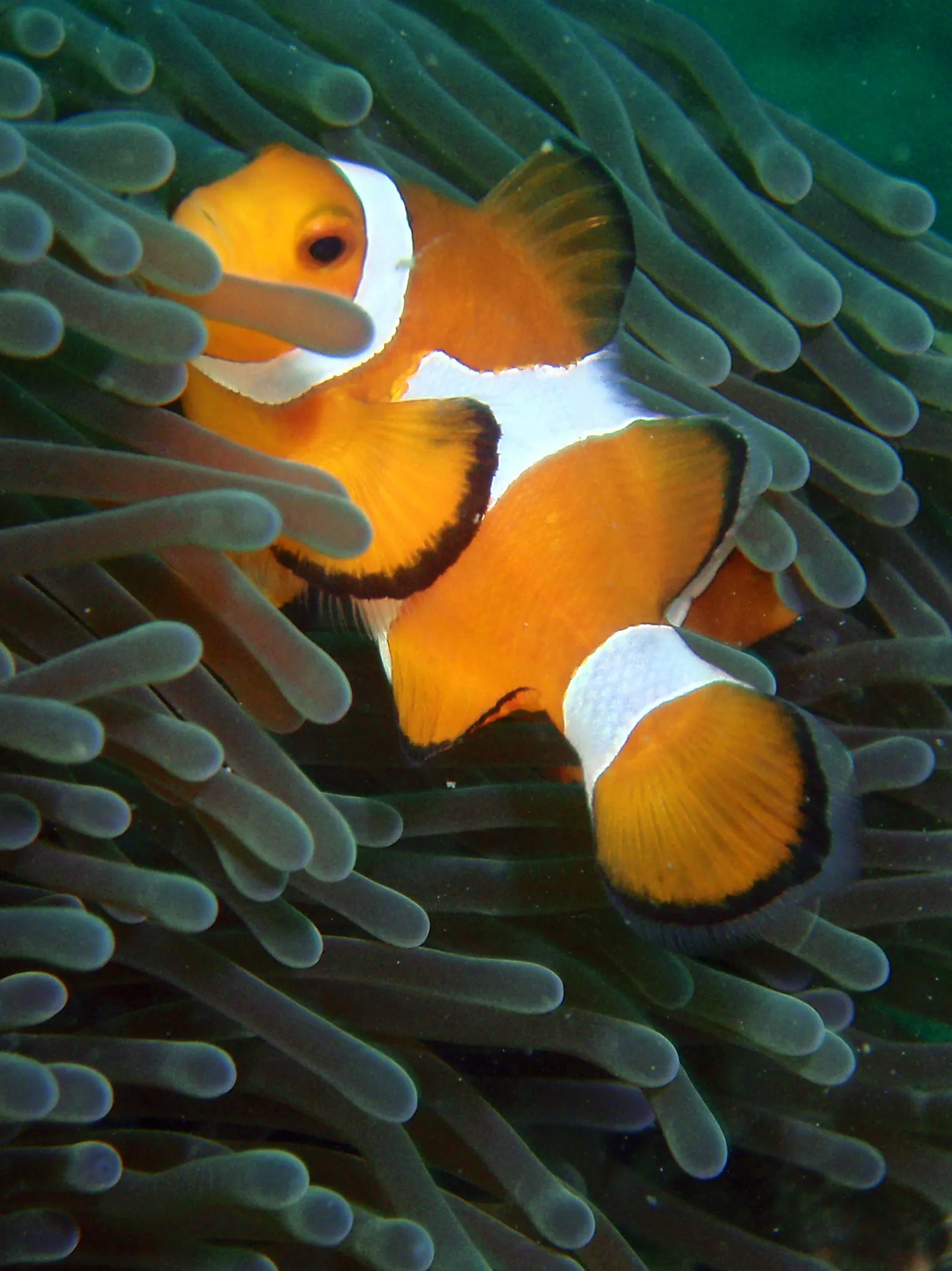 False Clown Anemonefish, Pulau Perhentian, Malaysia