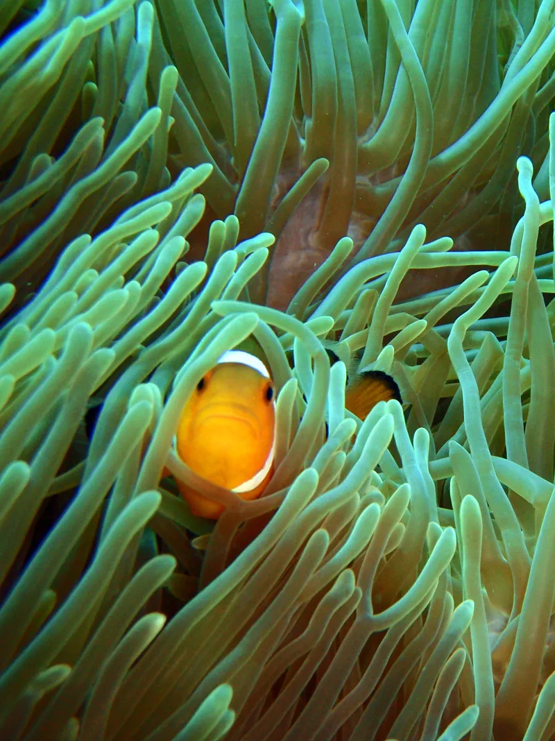 False Clown Anemonefish, Pulau Perhentian, Malaysia