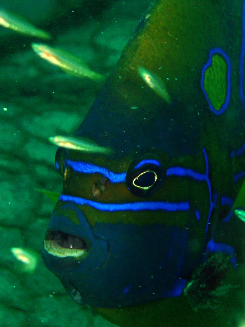 Pomacanthus annularis