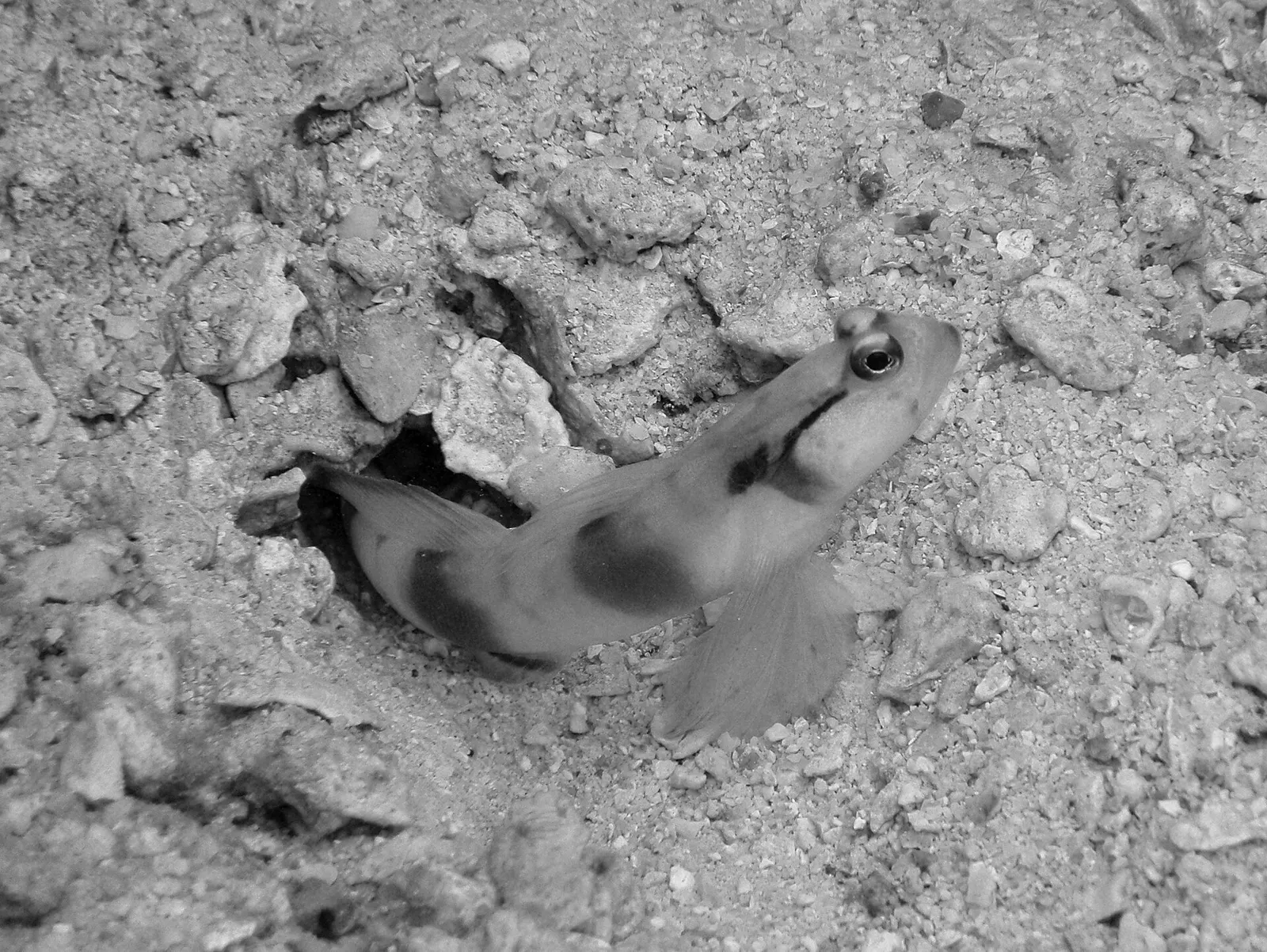 Shrimp Goby, Pulau Perhentian, Malaysia