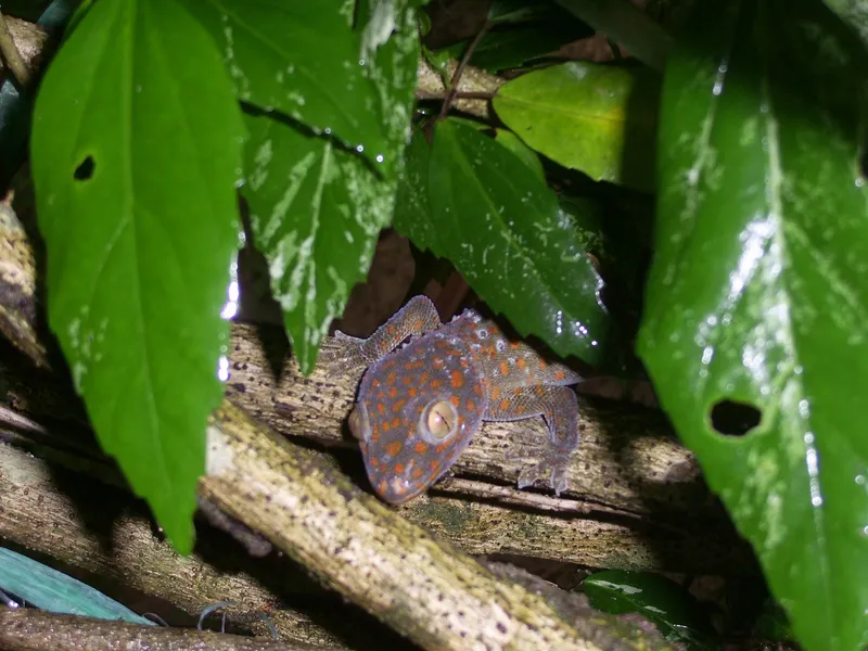 Gecko in the jungle of Pulau Kecil - Malaysia