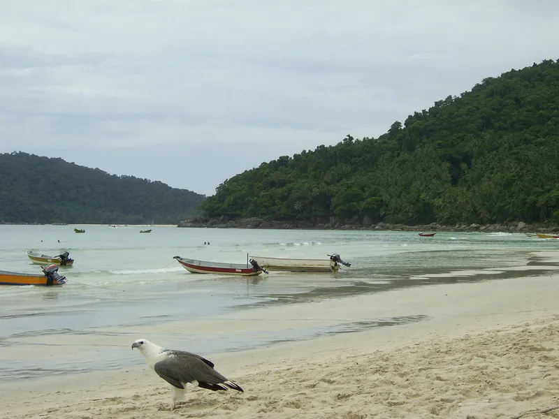 White-bellied Fish-eagle at the beach in Pulau Kecil - Malaysia