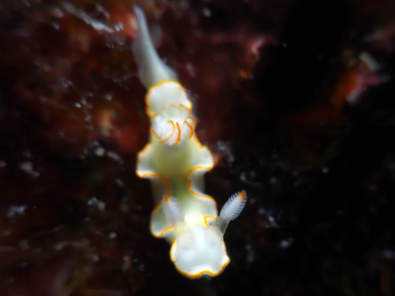 Thorunna furtiva - Perhentian Islands