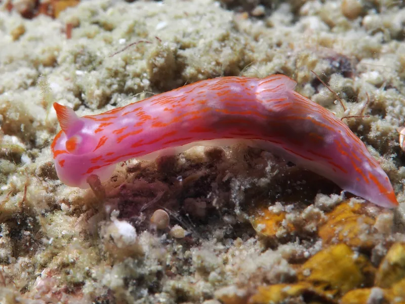 Perhentian, Malasia - Gymnodoris sp29. About 2 cm long.