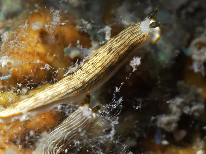 Dermatobranchus albus, Perhentian, Malasia