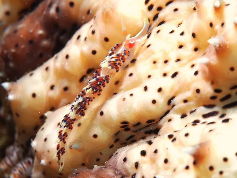 Caloria indica, islas Perhentian, Malasia