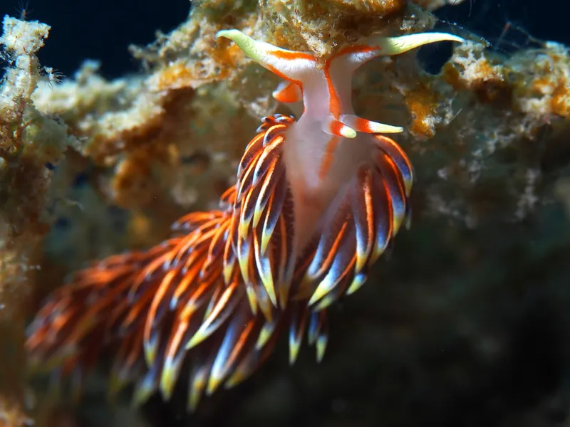 Caloria indica, islas Perhentian, Malasia