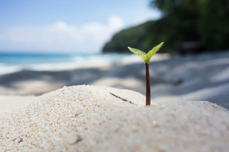 500px provided description: Seedling In The Sand [#beach ,#sand ,#shore ,#seaside ,#seashore ,#seedling]