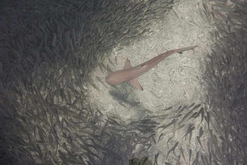 500px provided description: A group of small blacktip reef sharks were using a small, safe beach on the island Perhentian Besar to practice the skill of hunting