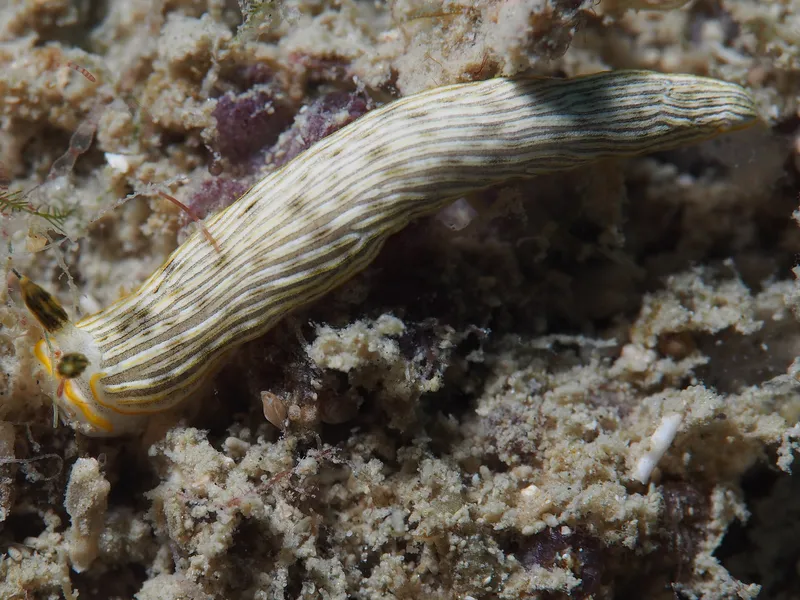 Perhentian, Malasia - Dermatobranchus albus