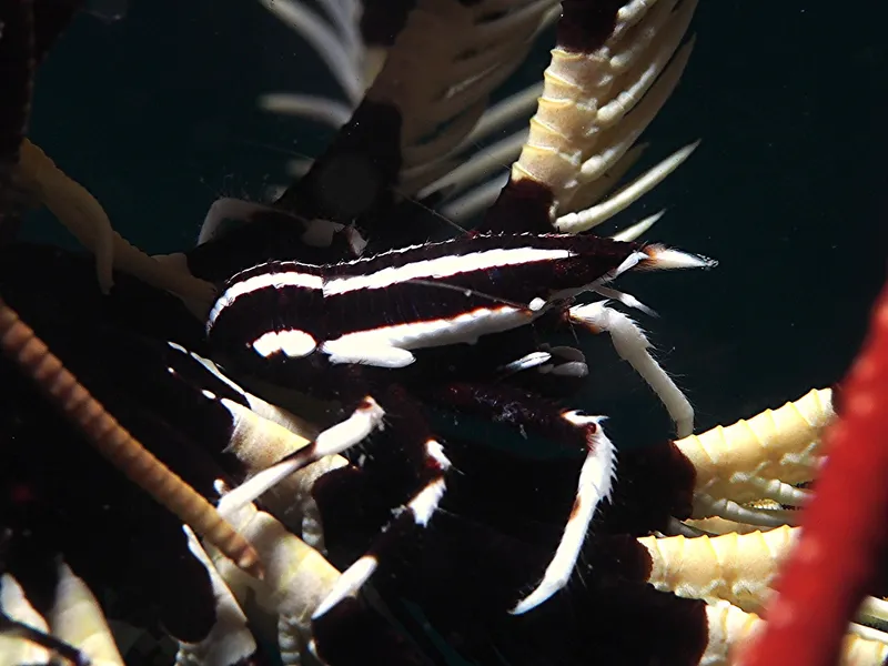 Perhentian, Malasia - Crinoid squat lobster (Allogalathea elegans)