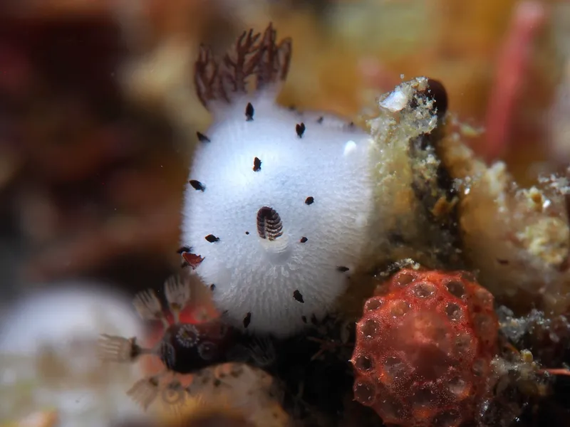 Perhentian, Malasia - Jorunna parva