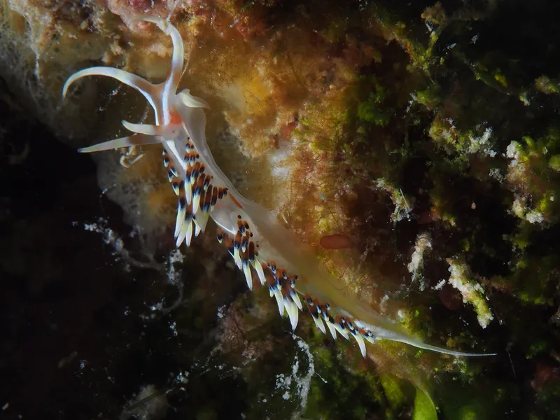 Perhentian, Malasia - Caloria indica