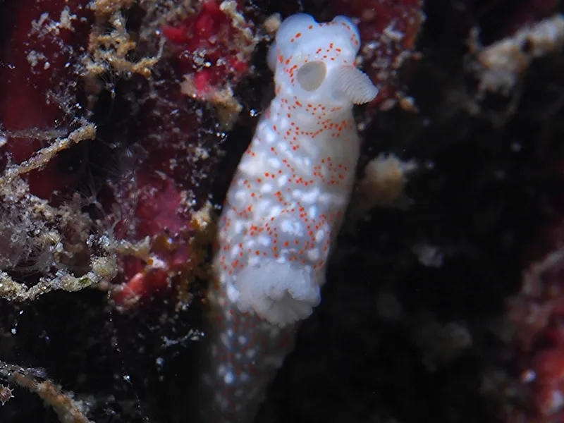 Perhentian, Malasia - Gymnodoris okinawae
