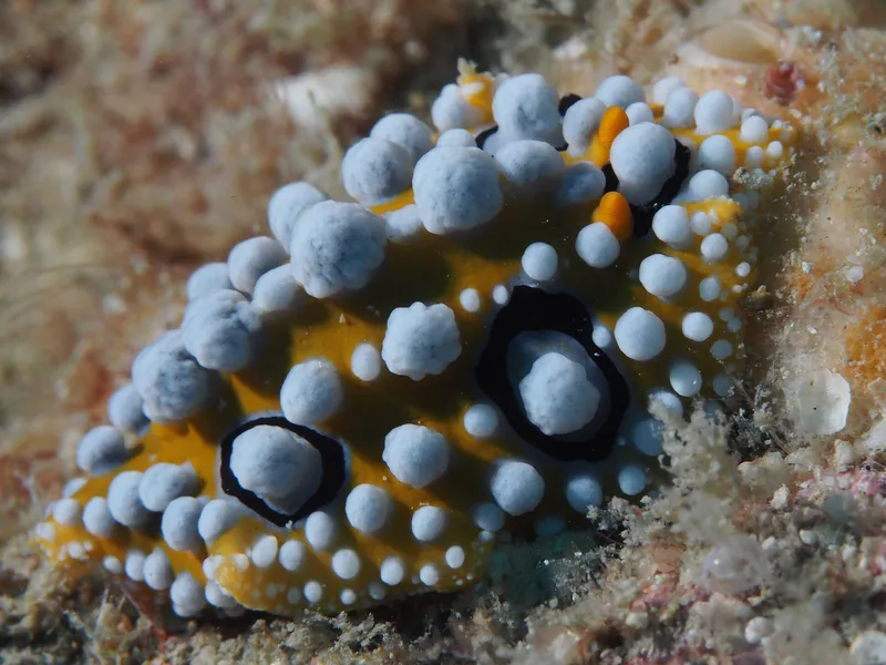 Perhentian, Malasia - Phyllidia ocellata