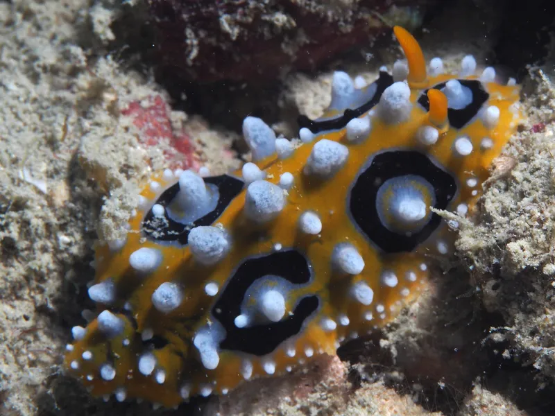 Perhentian, Malasia - Phyllidia ocellata