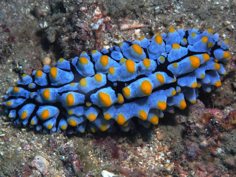 Perhentian, Malaysia - Phyllidia varicosa