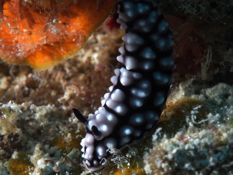 Perhentian, Malasia - Phyllidiella pustulosa