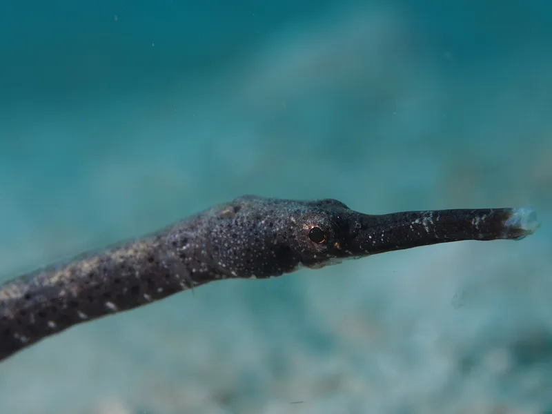 Perhentian, Malasia - Double-ended pipefish (Trachyrhamphus bicoarctatus)