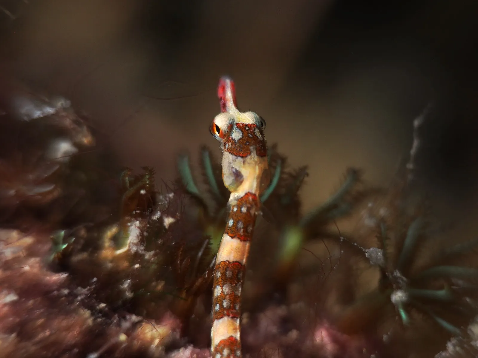 Perhentian, Malasia - Brown-Banded Pipefish (Corythoichthys amplexus)