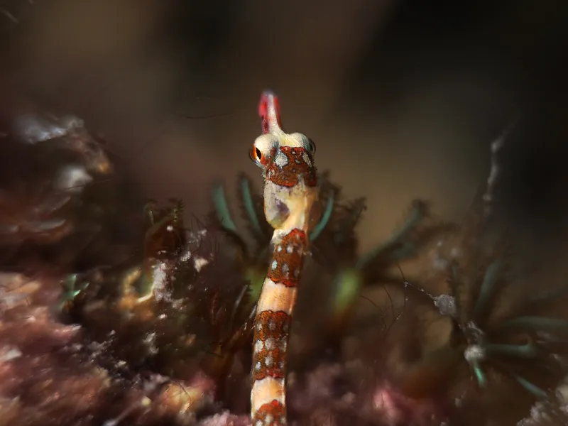 Perhentian, Malasia - Brown-Banded Pipefish (Corythoichthys amplexus)