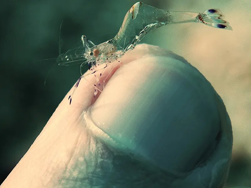 Perhentian, Malasia - Holthuis' Anemone Shrimp (Ancylomenes holthuisi)