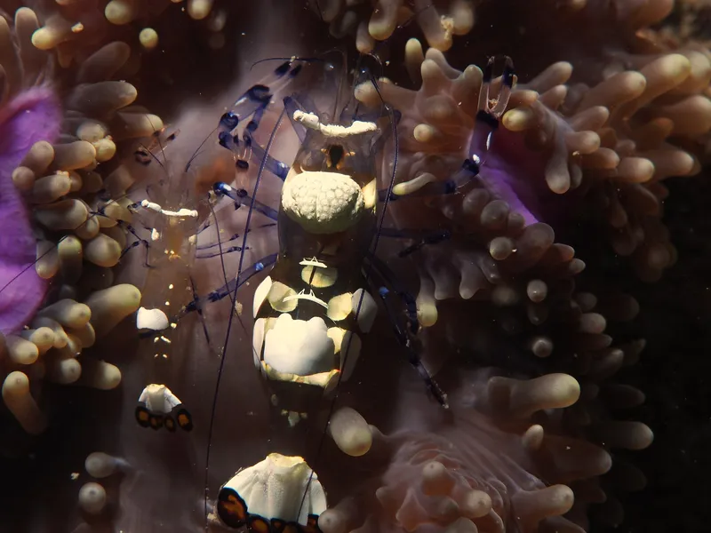 Perhentian, Malasia - Peacock-tail Anemone Shrimp (Periclimenes brevicarpalis)